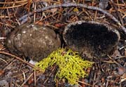 Sedecula pulvinata